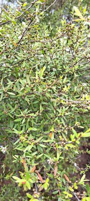 Leptospermum laevigatum (Gaertn.) F.Muell.: leaf