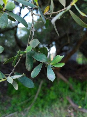 Leptospermum laevigatum (Gaertn.) F.Muell.: leaf