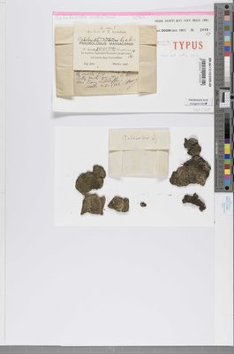 Cephaloziella nicholsonii Douin