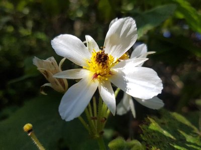 Sparrmannia africana L.f.: flower