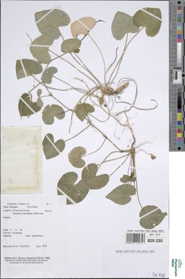 Viola jaubertiana Mares & Vigin.