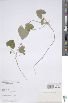 Viola jaubertiana Mares & Vigin.