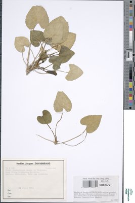 Viola jaubertiana Mares & Vigin.