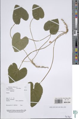 Viola jaubertiana Mares & Vigin.