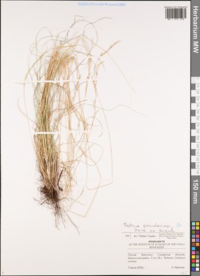 Festuca pulchra Schur (Овсяница красивая), Moscow University Herbarium