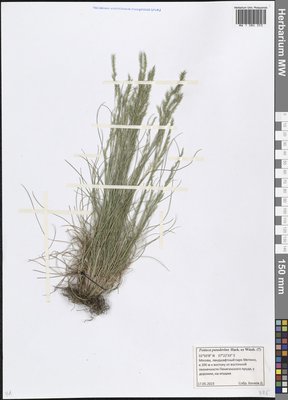 Festuca pulchra Schur (Овсяница красивая), Moscow University Herbarium