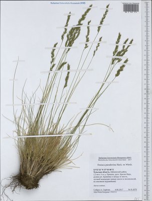 Festuca pulchra Schur (Овсяница красивая), Moscow University Herbarium