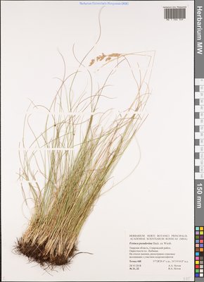 Festuca pulchra Schur (Овсяница красивая), Moscow University Herbarium