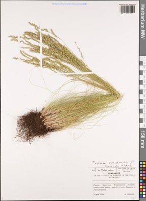 Festuca pulchra Schur (Овсяница красивая), Moscow University Herbarium