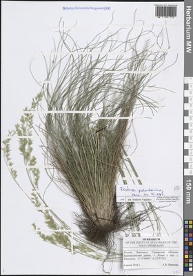 Festuca pulchra Schur (Овсяница красивая), Moscow University Herbarium