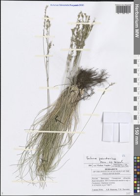 Festuca pulchra Schur (Овсяница красивая), Moscow University Herbarium