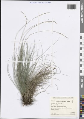 Festuca pulchra Schur (Овсяница красивая), Moscow University Herbarium