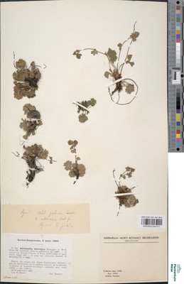 Alchemilla helvetica Brügger