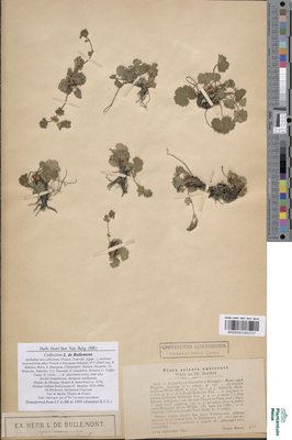 Alchemilla helvetica Brügger