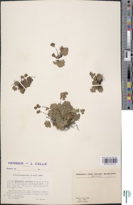 Alchemilla helvetica Brügger