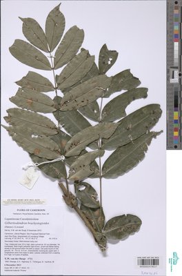Gilbertiodendron brachystegioides (Harms) J.Léonard