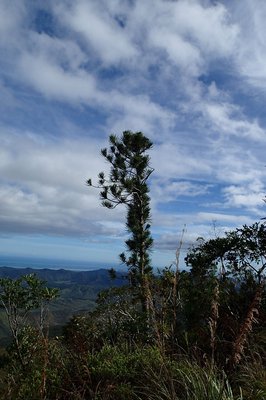 Araucaria biramulata J.Buchholz: habit
