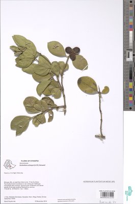 Acokanthera schimperi (A.DC.) Schweinf.