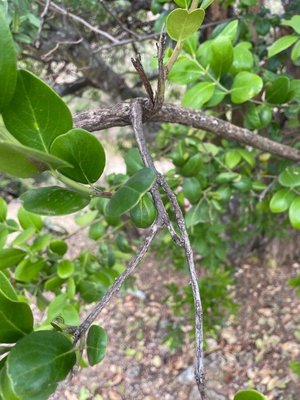Acokanthera schimperi (A.DC.) Schweinf.: bark
