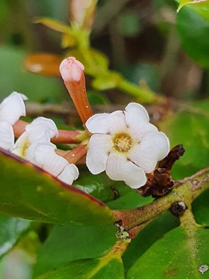 Acokanthera schimperi (A.DC.) Schweinf.: flower