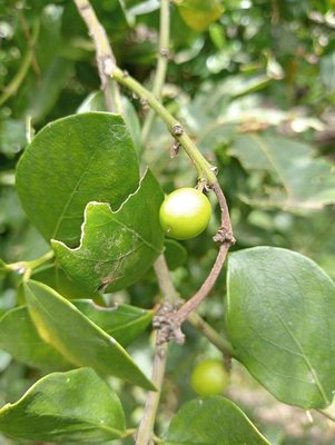 Acokanthera schimperi (A.DC.) Schweinf.: fruit