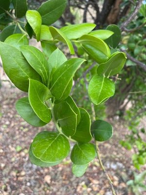 Acokanthera schimperi (A.DC.) Schweinf.: leaf