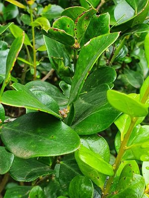Acokanthera schimperi (A.DC.) Schweinf.: leaf