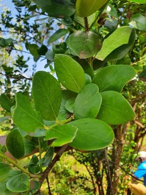 Acokanthera schimperi (A.DC.) Schweinf.: leaf