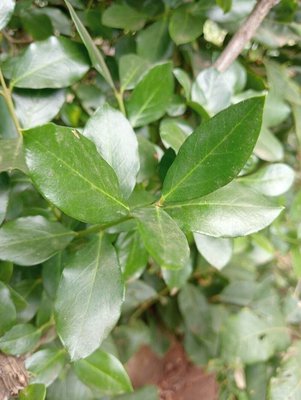 Acokanthera schimperi (A.DC.) Schweinf.: leaf