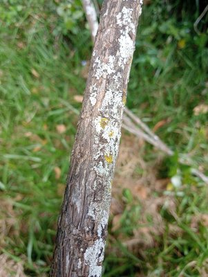 Acokanthera schimperi (A.DC.) Schweinf.: bark