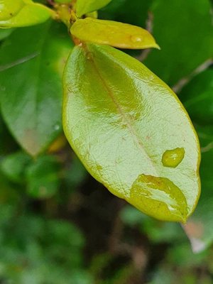 Acokanthera schimperi (A.DC.) Schweinf.: leaf