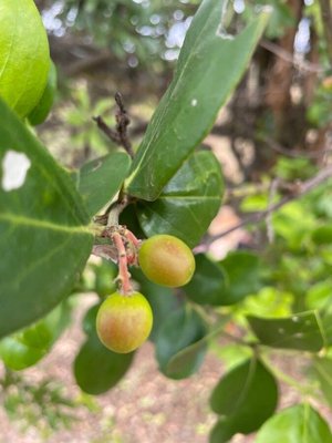 Acokanthera schimperi (A.DC.) Schweinf.: fruit