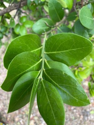 Acokanthera schimperi (A.DC.) Schweinf.: leaf