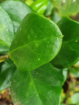 Acokanthera schimperi (A.DC.) Schweinf.: leaf
