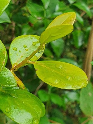 Acokanthera schimperi (A.DC.) Schweinf.: leaf