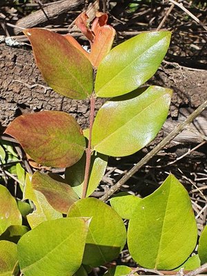Acokanthera schimperi (A.DC.) Schweinf.: leaf