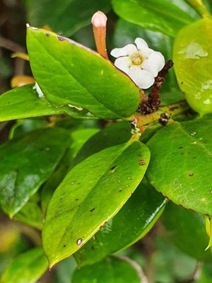 Acokanthera schimperi (A.DC.) Schweinf.: flower