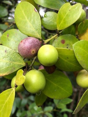 Acokanthera schimperi (A.DC.) Schweinf.: fruit