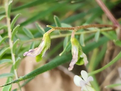 Vicia ervilia (L.) Willd.: fruit