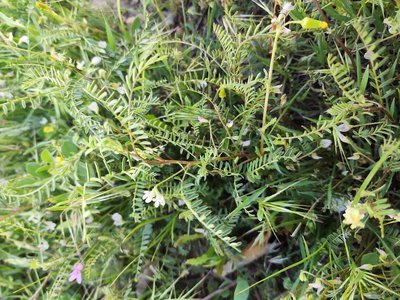 Vicia ervilia (L.) Willd.: habit