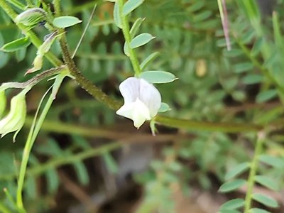 Vicia ervilia (L.) Willd.: flower