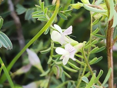 Vicia ervilia (L.) Willd.: flower