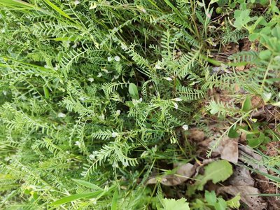 Vicia ervilia (L.) Willd.: other