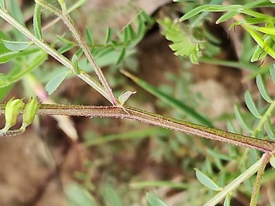Vicia ervilia (L.) Willd.: bark