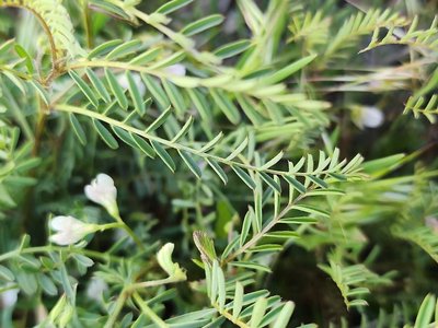 Vicia ervilia (L.) Willd.: leaf