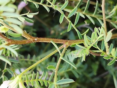 Vicia ervilia (L.) Willd.: bark