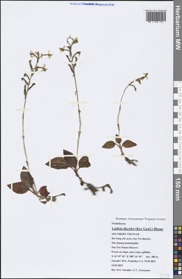 Ludisia discolor (Ker Gawl.) Blume, Moscow University Herbarium