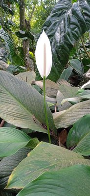 Spathiphyllum cannifolium (Dryand. ex Sims) Schott: habit