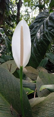 Spathiphyllum cannifolium (Dryand. ex Sims) Schott: flower