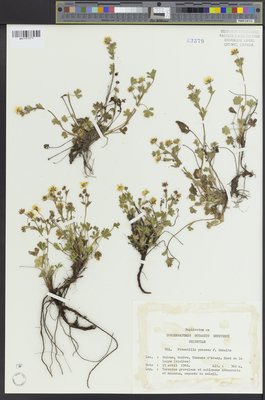 Potentilla praecox (QFA0083879) à l'Herbier Louis-Marie (QFA), Université Laval, Québec, Québec, Canada